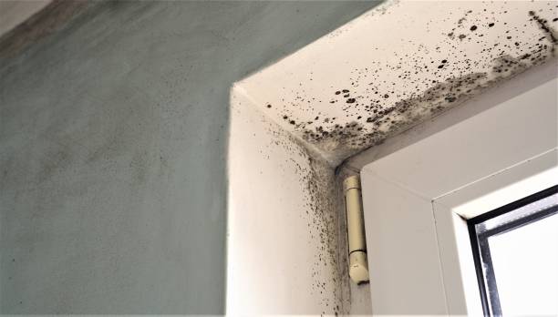 Best Residential Mold Inspection & Testing  in South Deerfield, MA