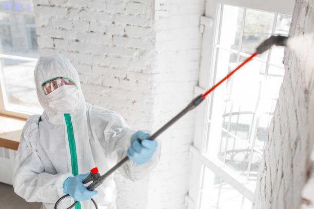 Best Attic Mold Removal  in South Deerfield, MA