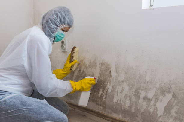 Best Emergency Mold Remediation  in South Deerfield, MA