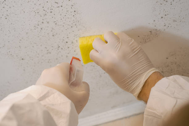 Reliable South Deerfield, MA Mold Inspection, Removal & Remediation Solutions