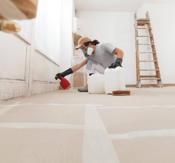 Best Basement Mold Removal  in South Deerfield, MA