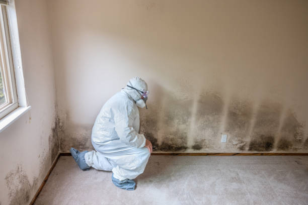 Best Water Damage & Mold Remediation  in South Deerfield, MA